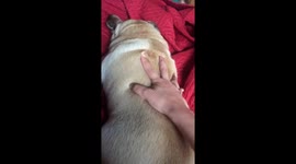 There’s a tsunami on my pug!