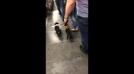 Wedding Sausage Dogs - Prince Harry and Meghan use London tube for honeymoon