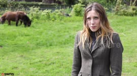 Meet the world's first mini-mule - a horse crossed with a miniature Shetland pony