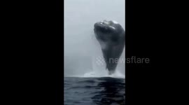 Sei whale leaps out of sea in southern China