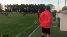 A football match had to be abandoned when the pitch was invaded - by COWS