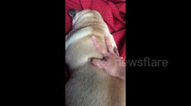 When petted, this podgy pug's rings of fat look like a tsunami of fur