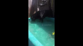 Fishing Dog