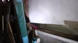 Large monitor lizard caught behind house