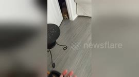 Newsflare Edit - Dog stuck behind door