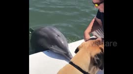 Newsflare Edit - Dolphin jumps up on to dock to greet rescue dog