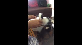 Dancing rabbit