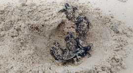 Moment critically endangered baby turtles enter ocean