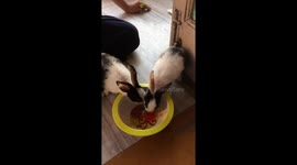 Maggi eating pet rabbits