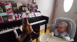 Piano-playing beagle serenades baby