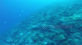 White tip shark swims by during diving trip