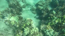 Octopus Eats Squid
