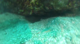 Moray Eel Close Up