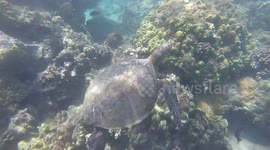Turtle stops for a quick shell shine
