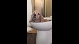 Dog  sits in toilet