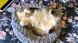 Fluffy Cat Tired after a long day