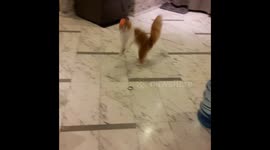 Crazy cat playing balls