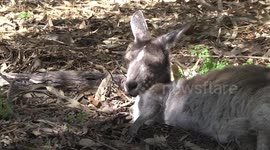 A Female Western Grey Kangaroo resting in her hip hole - with radar ears