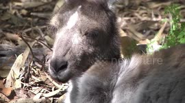 A Female Western Grey Kangaroo resting in her hip hole - with radar ears - head detail