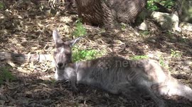Female Western Grey Kangaroo resting in her hip hole - with radar ears - whole animal