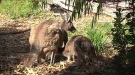 Cheeky! This Joey Grey Kangaroo is suckling - head in Mum's pouch
