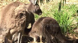A Joey Grey Kangaroo suckling,  with his head in Mum's pouch - closer