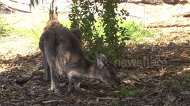 A Female Grey Kangaroo eating while a cheeky Willie Wagtail hunts for insects