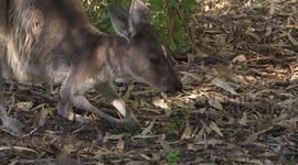 Female Western Grey Kangaroo eating, then lying down - close view