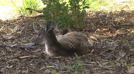 Female Grey Kangaroo lying down with a cheeky Willie Wagtail  on her back