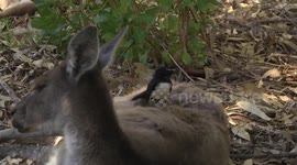 Female Grey Kangaroo lying down with a cheeky Willie Wagtail on her back – close view
