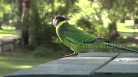 A beautiful Australian Ringneck parrot eating on a table top