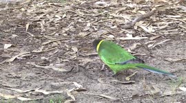 A beautiful Australian Ringneck parrot feeding on the ground