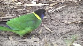 A beautiful Australian Ringneck parrot feeding on the ground – closer view