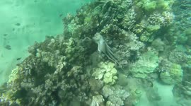 Octopus stalks and devours squid near coral reef