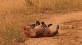 Hyena performs hilarious back scratch move in the middle of road