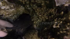 Terrifying attack on diver by a moray eel off La Reunion
