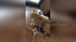 Rat bites cat and will not let go