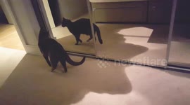Oscar the strutting cat dances with its own reflection in the mirror