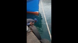 Man feeding sea lions fish from his mouth