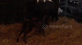 One day old miniature pony