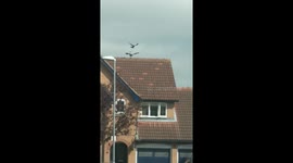 Heron on rooftop being attacked by crow.