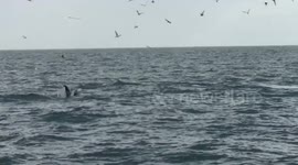 White beaked dolphins and humpback whale feeding