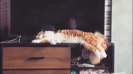 Rough Monday - kitty falling from the table