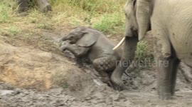 Caring mother elephant helps her struggling baby out of river