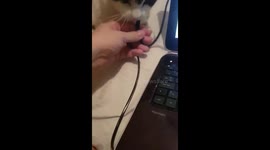 Cat interrupting work