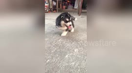 Husky puppy born with three legs is happiest dog alive!