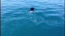 La pesca del cinghiale