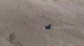 Tourist released a turtle babies