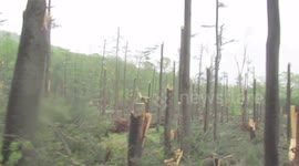 RAW FOOTAGE: Aftermath shows tornado damage at Sleeping Giant State Park, Connecticut