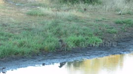 Baboon attempts to catch angry bird that attacks him